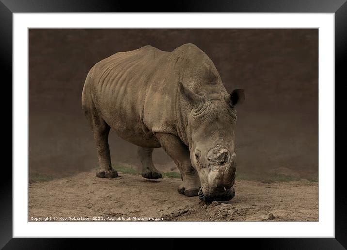A rhinoceros standing in a dirt field Framed Mounted Print by Kev Robertson