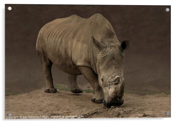 A rhinoceros standing in a dirt field Acrylic by Kev Robertson