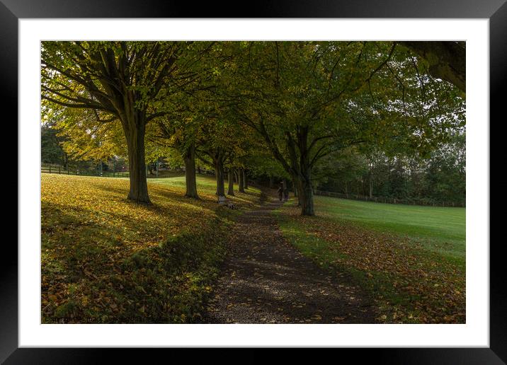 A walk through the trees Framed Mounted Print by mark james