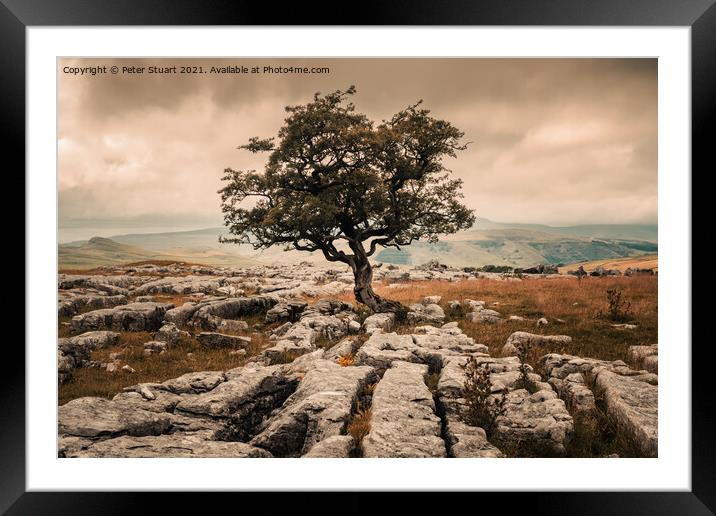 Lone tree at Winskill Framed Mounted Print by Peter Stuart