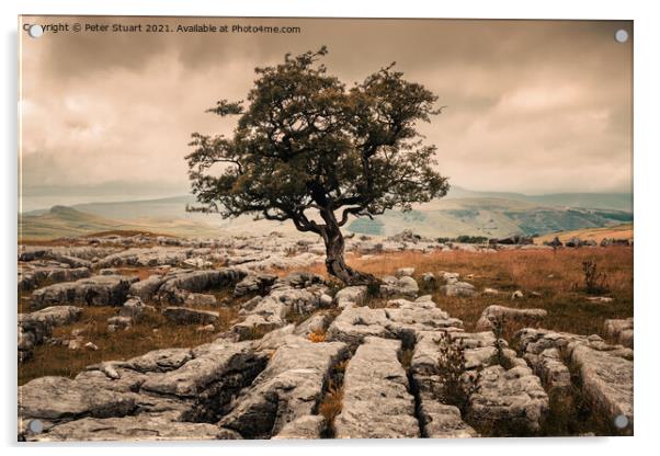 Lone tree at Winskill Acrylic by Peter Stuart