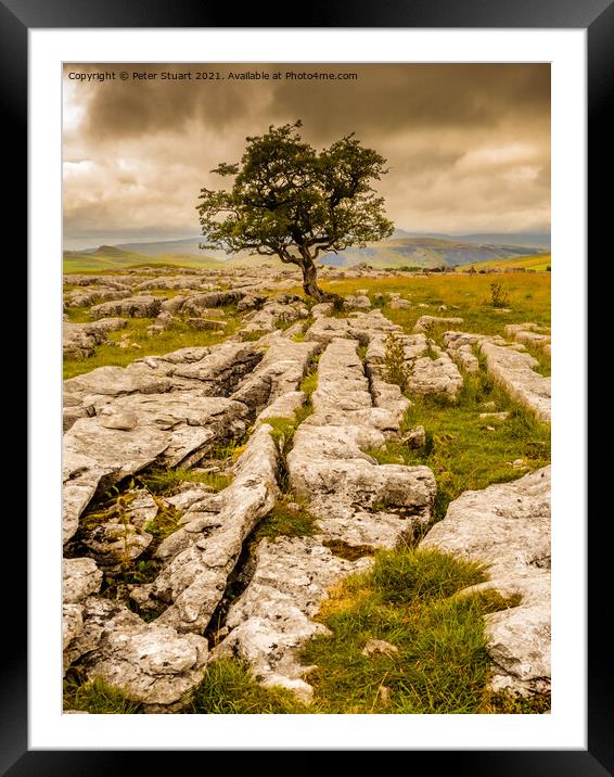 Lone tree at Winskill Framed Mounted Print by Peter Stuart