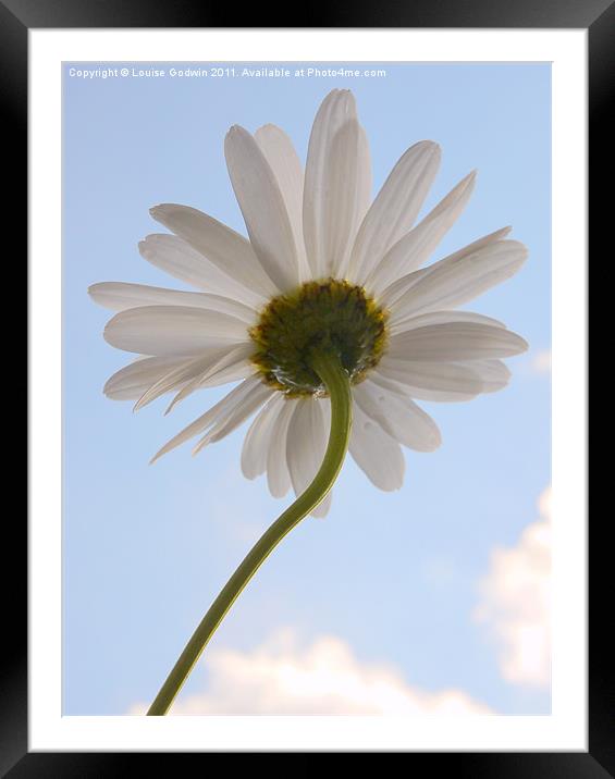 Daisy In The Sky Framed Mounted Print by Louise Godwin