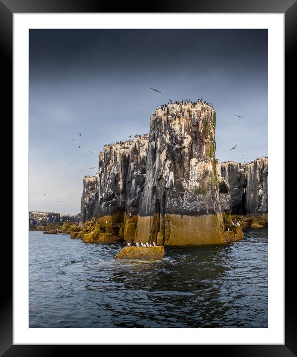 Seastacks, Farne Islands Framed Mounted Print by Mark Jones