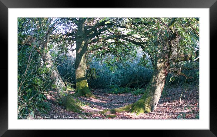 3 Trees Green Feet Framed Mounted Print by GJS Photography Artist