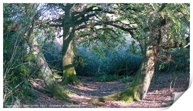 3 Trees Green Feet Print by GJS Photography Artist