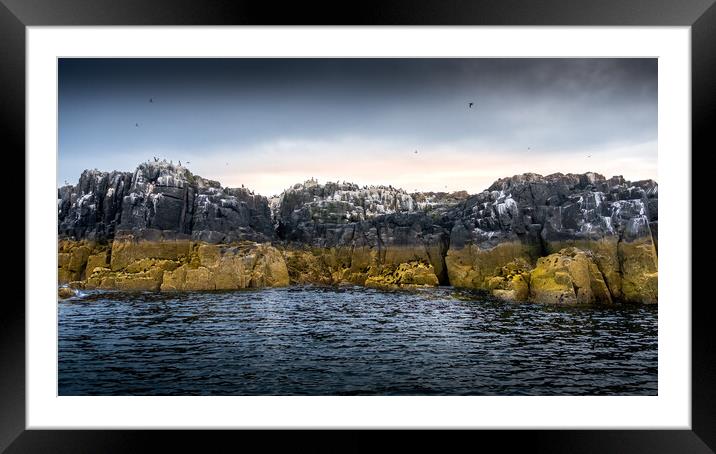 Cliffs at Staple Island, Farne, Northumberland Framed Mounted Print by Mark Jones