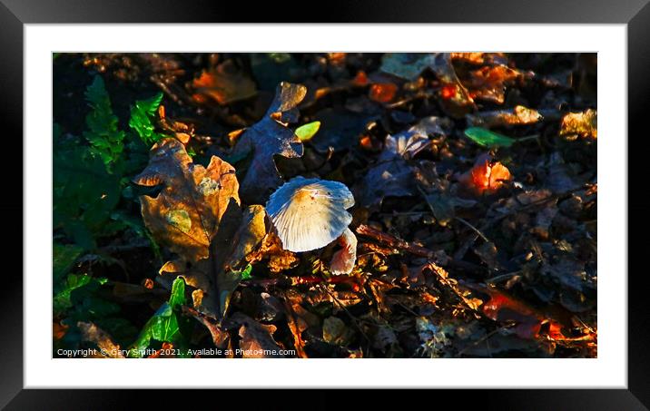 Snowy Waxcap Fungi in the Woods Framed Mounted Print by GJS Photography Artist