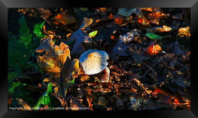 Snowy Waxcap Fungi in the Woods Framed Print by GJS Photography Artist