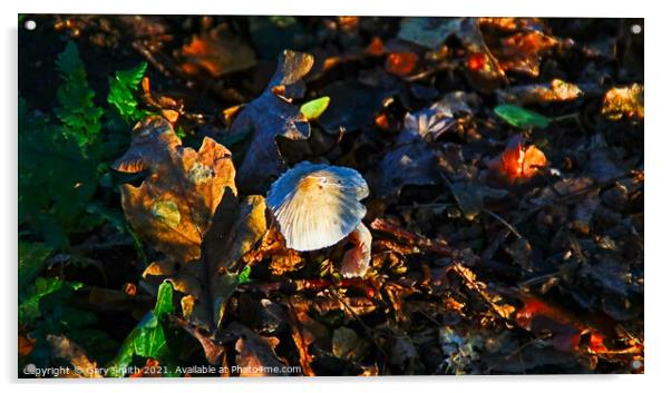 Snowy Waxcap Fungi in the Woods Acrylic by GJS Photography Artist