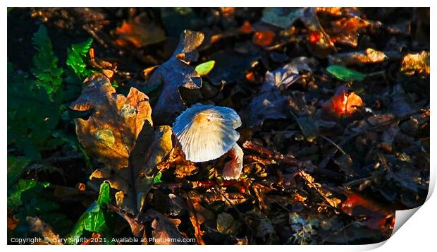 Snowy Waxcap Fungi in the Woods Print by GJS Photography Artist