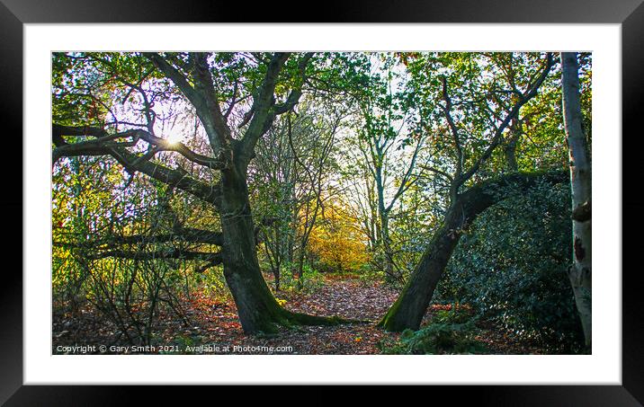Twisting Trees Framed Mounted Print by GJS Photography Artist