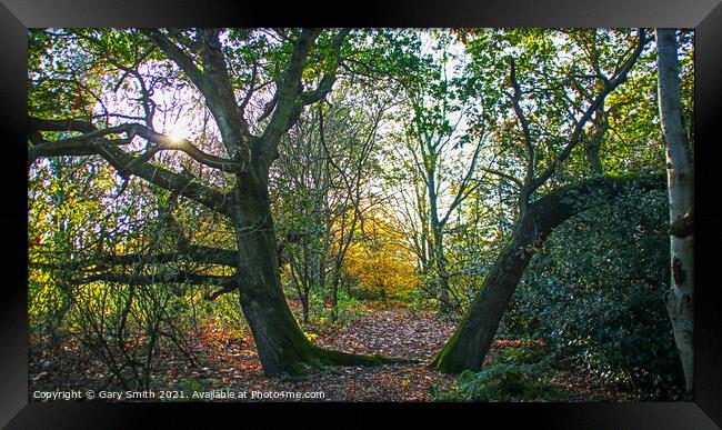 Twisting Trees Framed Print by GJS Photography Artist