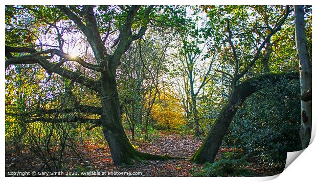 Twisting Trees Print by GJS Photography Artist