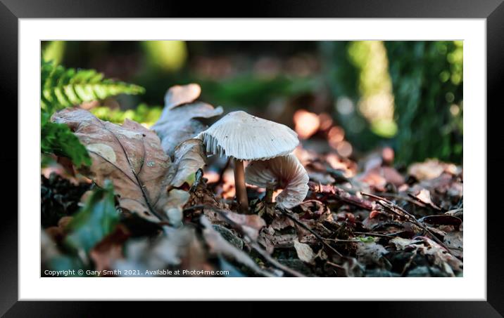 Snowy Waxcap In The Leaves Framed Mounted Print by GJS Photography Artist