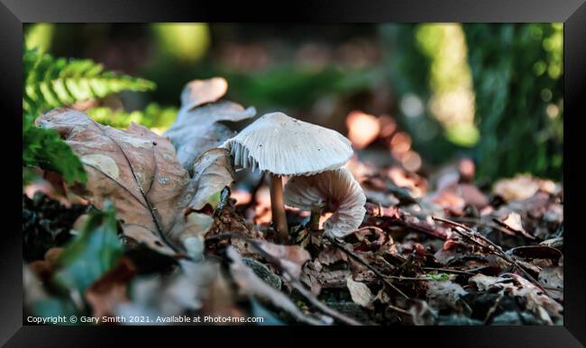 Snowy Waxcap In The Leaves Framed Print by GJS Photography Artist