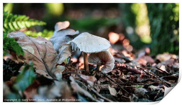 Snowy Waxcap In The Leaves Print by GJS Photography Artist