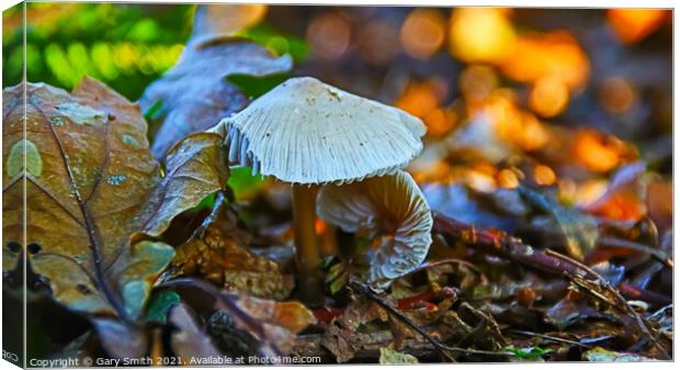 Snowy Waxcap Fungi in Detail Canvas Print by GJS Photography Artist