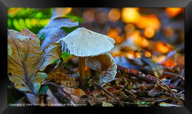 Snowy Waxcap Fungi in Detail Framed Print by GJS Photography Artist