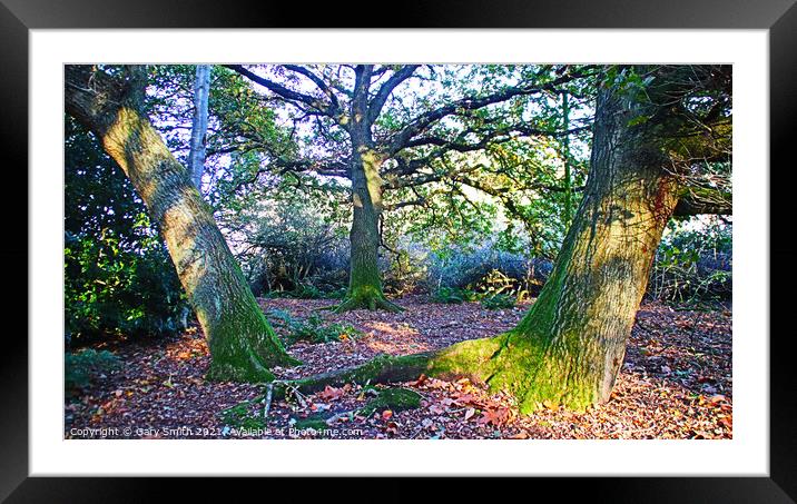 The 3 Trees and Autumn Leaf Carpet Framed Mounted Print by GJS Photography Artist