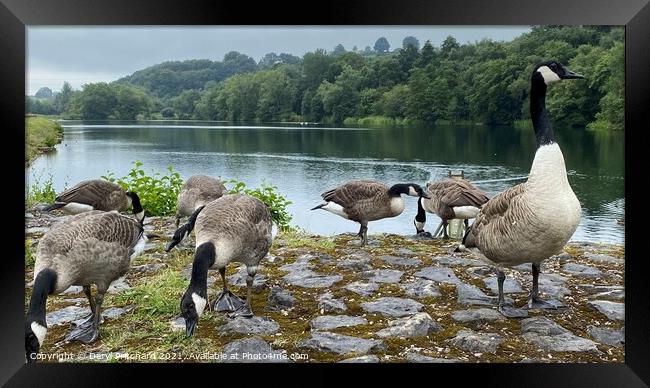 Bathpool Wildlife Kidsgrove Framed Print by Daryl Pritchard videos