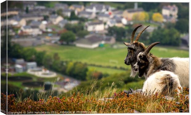 Welsh mountain goats. Canvas Print by John Henderson