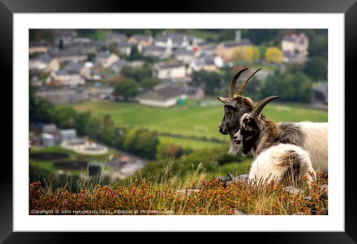 Welsh mountain goats. Framed Mounted Print by John Henderson