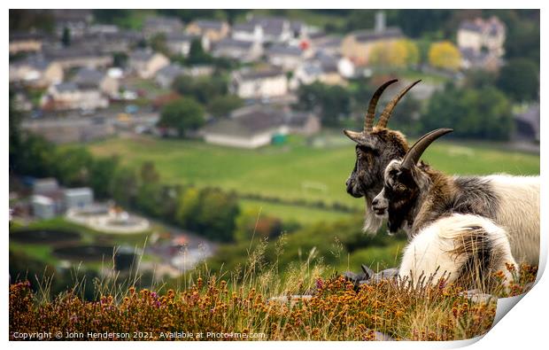 Welsh mountain goats. Print by John Henderson