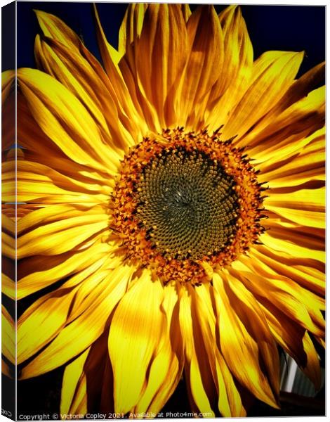 Sunflower Canvas Print by Victoria Copley