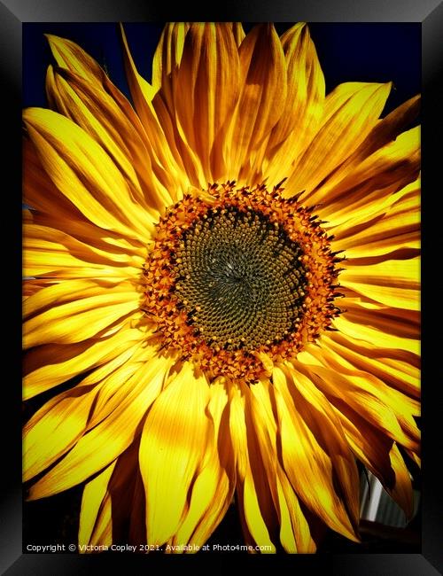 Sunflower Framed Print by Victoria Copley