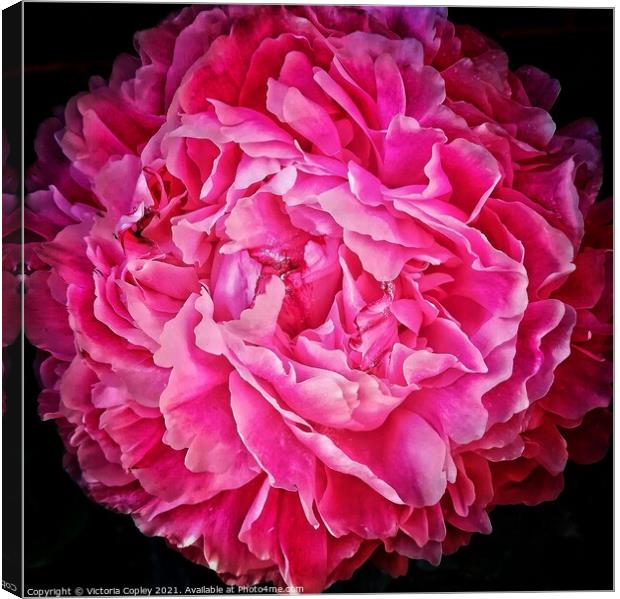 Peony Canvas Print by Victoria Copley