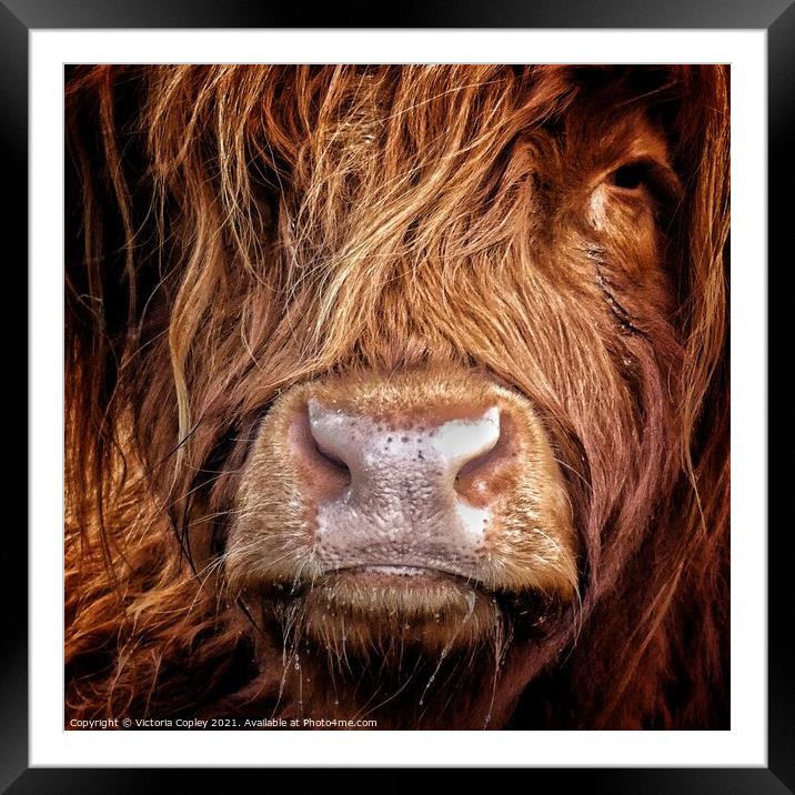 Highland cow Framed Mounted Print by Victoria Copley