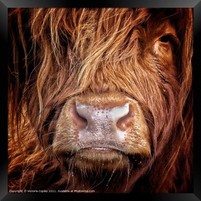 Highland cow Framed Print by Victoria Copley