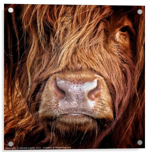 Highland cow Acrylic by Victoria Copley