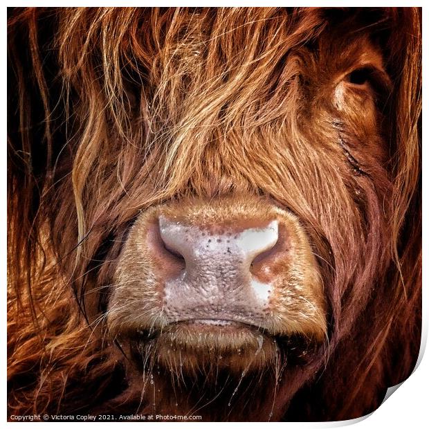 Highland cow Print by Victoria Copley