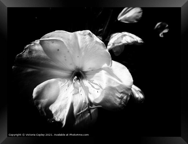 Abstract Monochrome Flower Framed Print by Victoria Copley