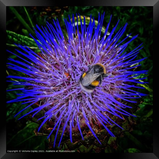 Bumblebee on flower Framed Print by Victoria Copley