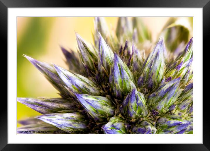 Echinops Ggobe thistle auper macro Framed Mounted Print by Simon Bratt LRPS