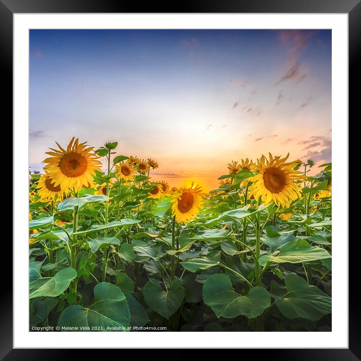 Sunflowers evening mood Framed Mounted Print by Melanie Viola