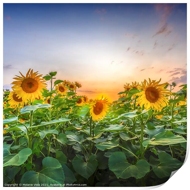 Sunflowers evening mood Print by Melanie Viola