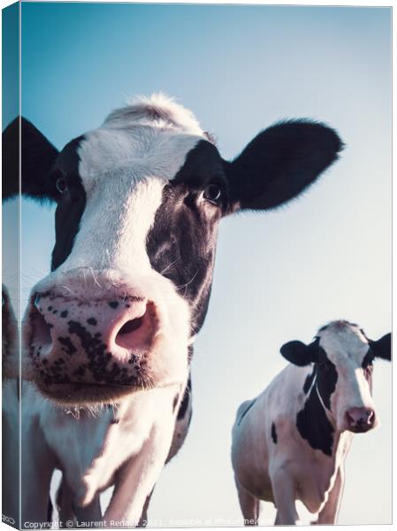 Low angled shoot of cows Canvas Print by Laurent Renault