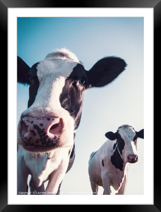 Low angled shoot of cows Framed Mounted Print by Laurent Renault