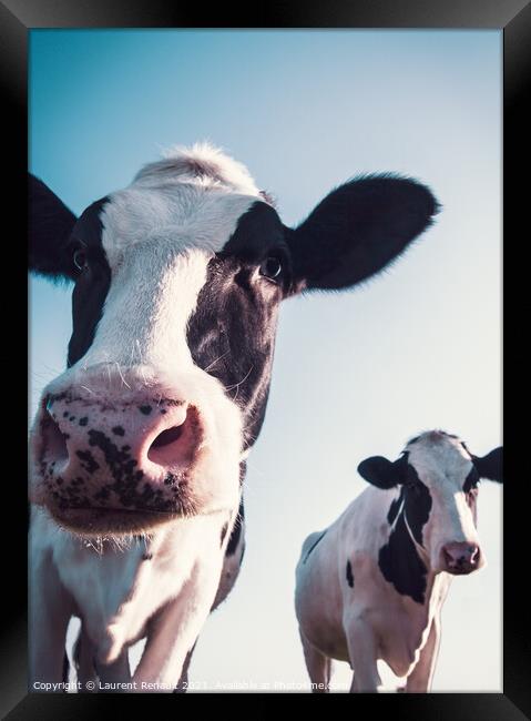 Low angled shoot of cows Framed Print by Laurent Renault