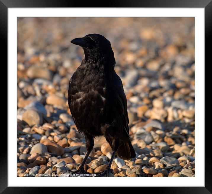 Carrion Crow Framed Mounted Print by Mark Ward