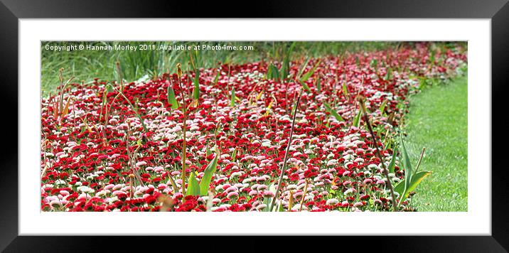 The Red Carpet Framed Mounted Print by Hannah Morley