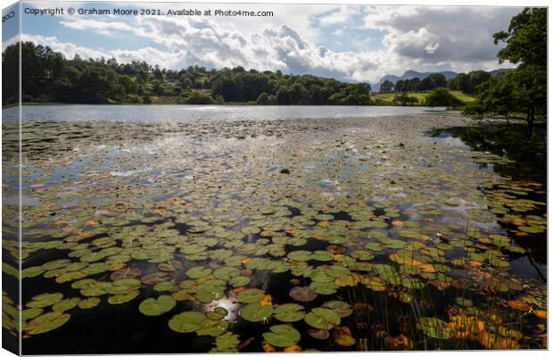 Lily pads at Loughrigg Tarn Canvas Print by Graham Moore