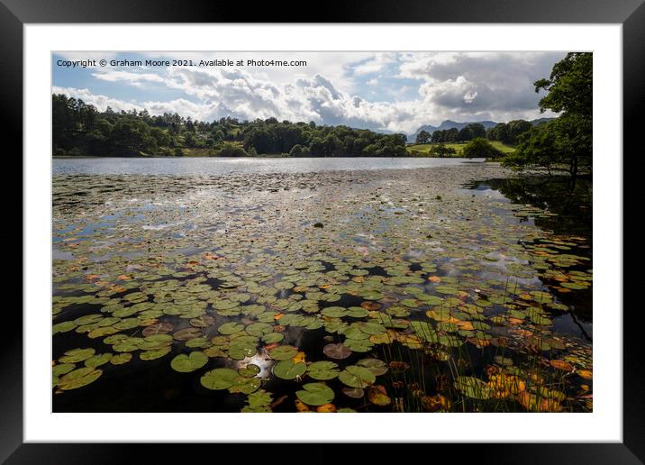 Lily pads at Loughrigg Tarn Framed Mounted Print by Graham Moore