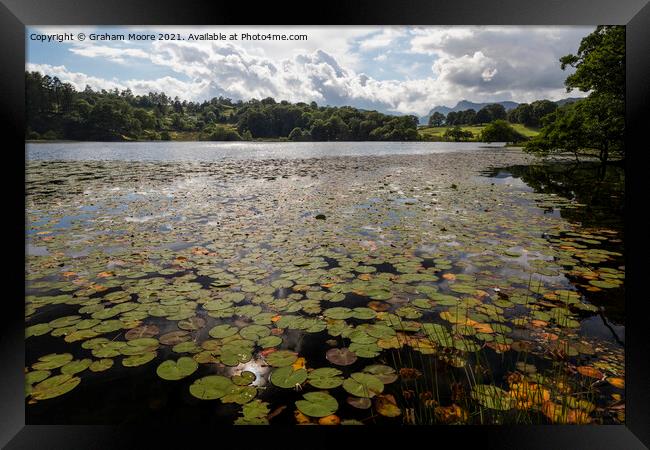 Lily pads at Loughrigg Tarn Framed Print by Graham Moore