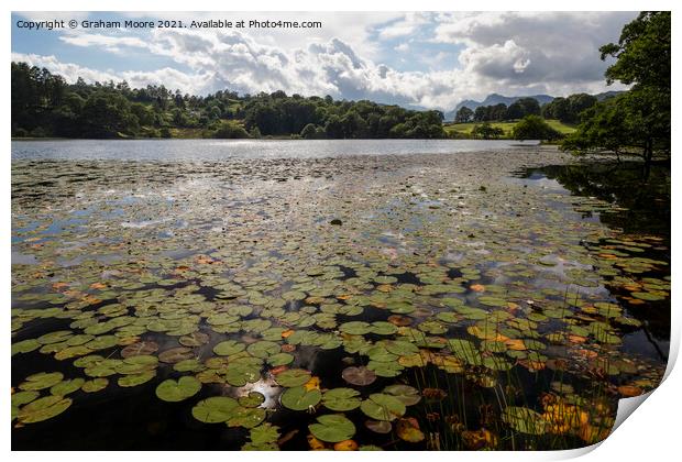 Lily pads at Loughrigg Tarn Print by Graham Moore
