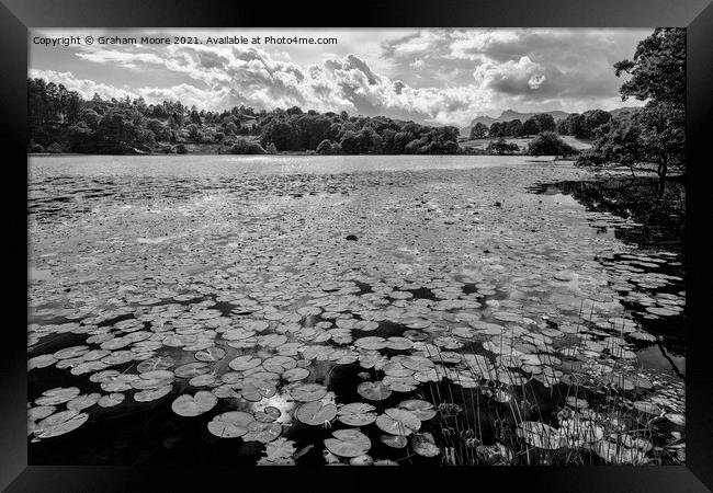 Lily pads at Loughrigg Tarn monochrome Framed Print by Graham Moore